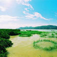 漳江口紅樹林國家級自然保護區