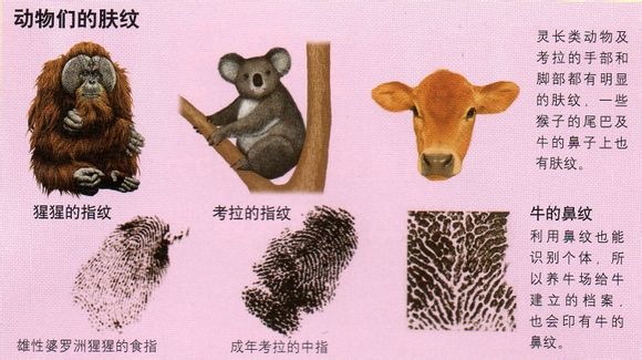 動物指紋