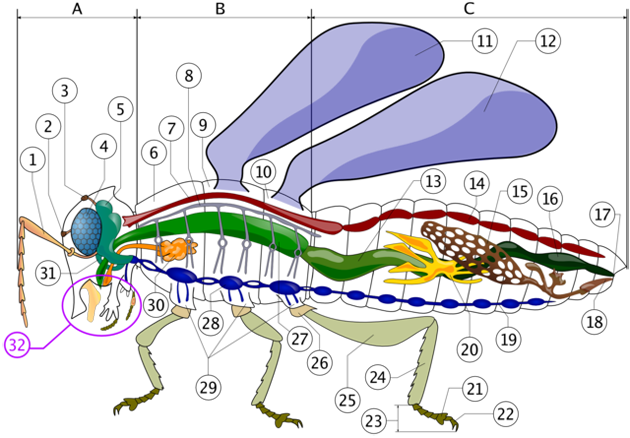 昆蟲解剖圖