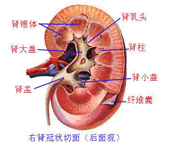 右腎冠狀切面(後觀圖)