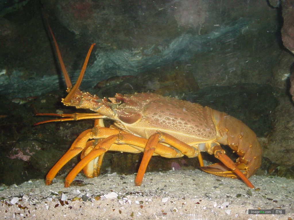 淡水螯蝦