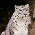 雪豹(雪線附近和雪地間活動的貓科動物)