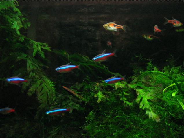 寶蓮燈魚