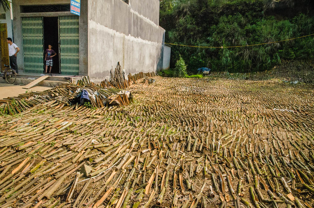 越南農民曬制加工肉桂