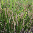 稻(學名為Oryza sativa L. 的穀類作物)
