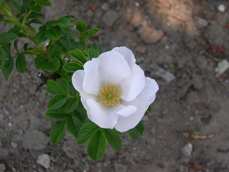 植物學的白玫瑰 Rosa rugosa