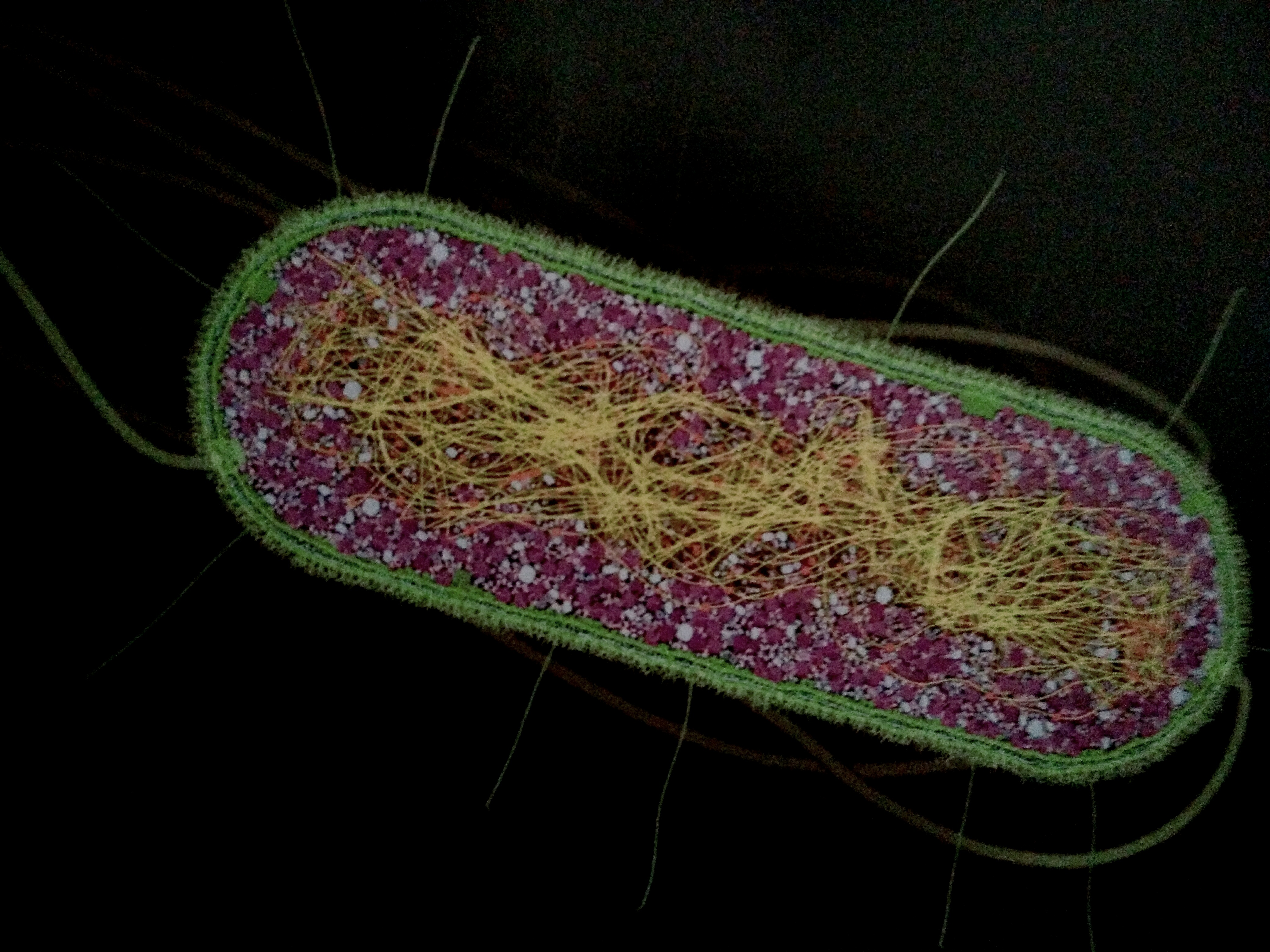大腸桿菌放大7萬倍，菌株具有周生鞭毛而能運動