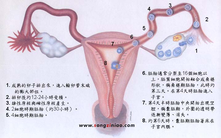 體內由排卵、受精、到著床的過程