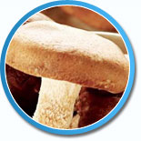 蘑菇精華