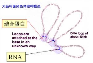 大腸桿菌染色體結構模擬