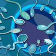 受精(卵子和精子融合的過程)