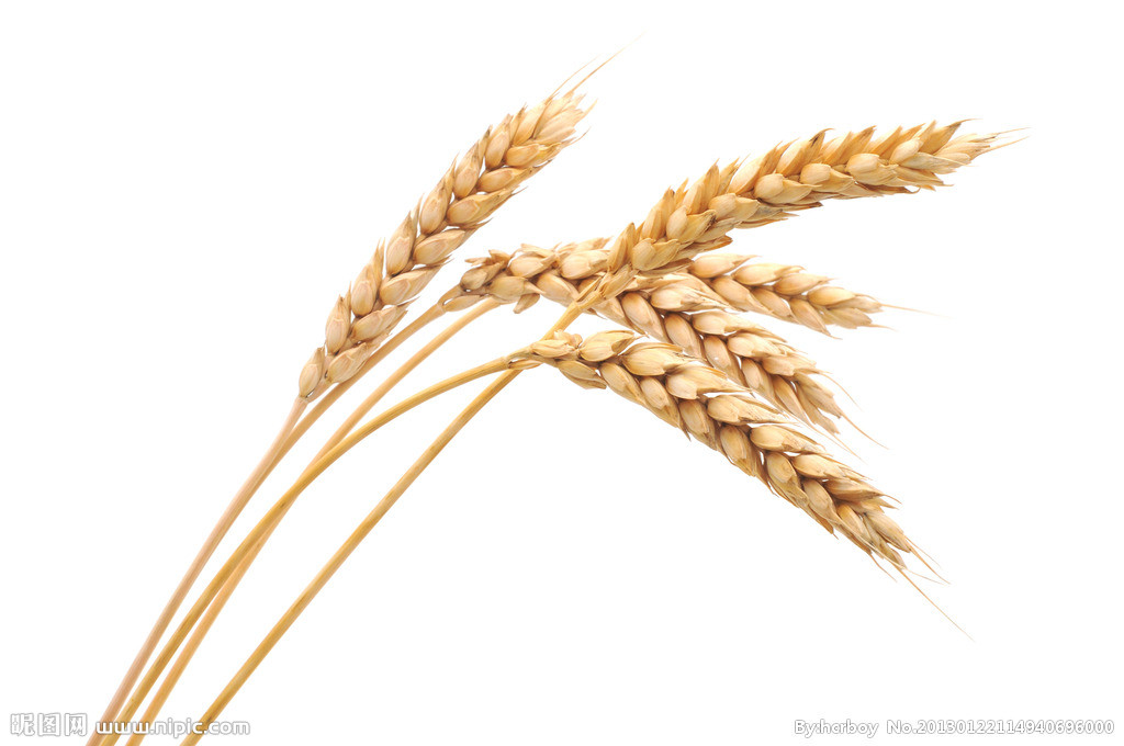 小麥(小麥屬植物的統稱)