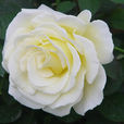 白玫瑰(薔薇目薔薇科植物)