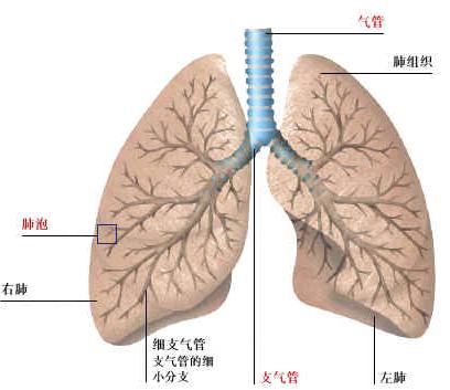 肺視圖