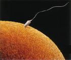 精子到達卵子