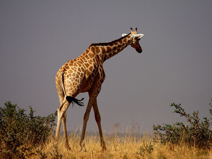 长颈鹿西非亚种