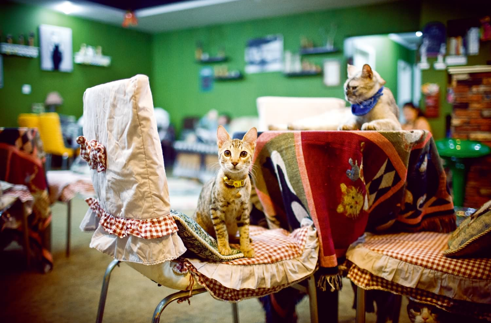 貓咪咖啡館