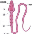 精子(動物和低等植物成熟的雄配子)