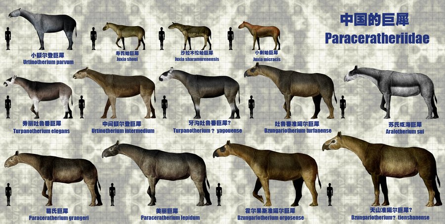 在中國生活過的巨犀種群