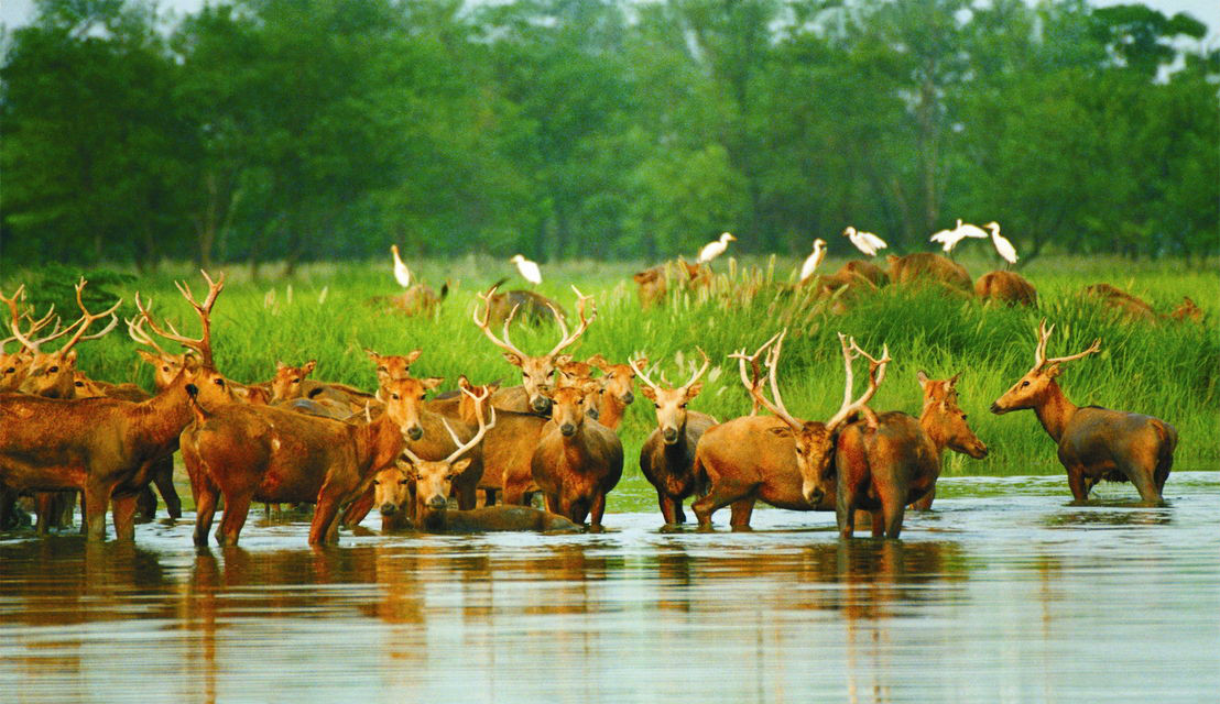 江蘇省大豐麋鹿國家級自然保護區