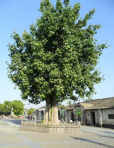 菩提树(桑科榕族榕属的大乔木植物)