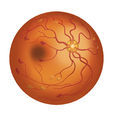 視網膜(視覺器官)