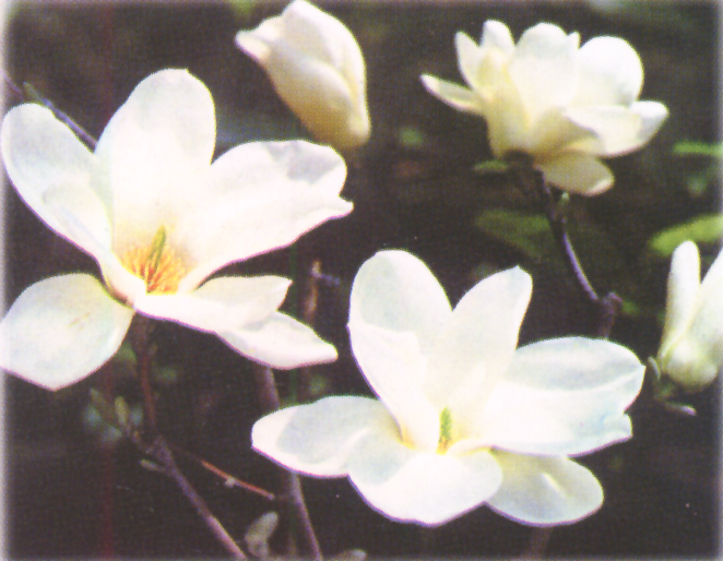 雙子葉植物——木蘭