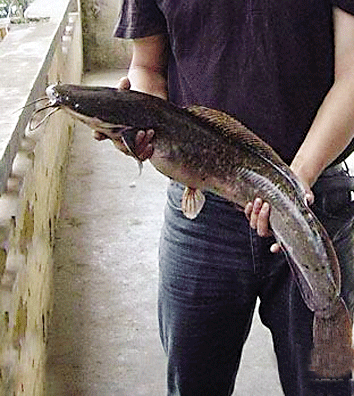 塘角魚
