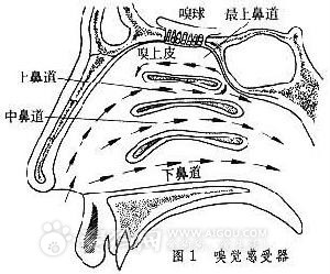 狗(犬科哺乳動物)