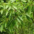 麻櫟(山毛櫸目殼斗科植物)