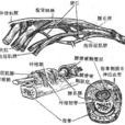 指屈肌腱 指屈肌腱