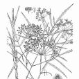 條葉弓翅芹 條葉弓翅芹