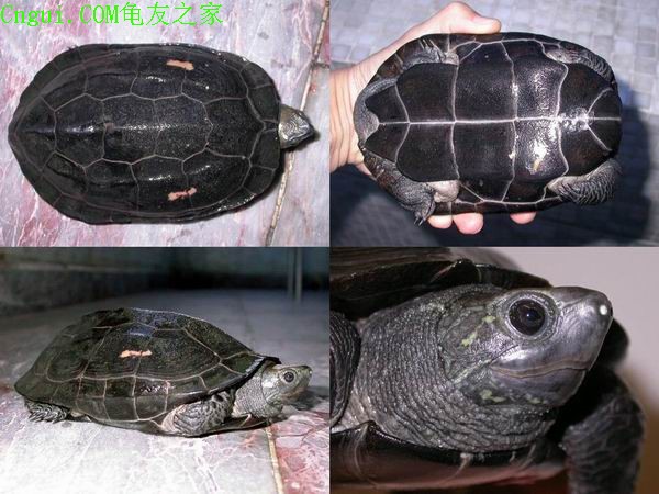 墨龜·銀線龜