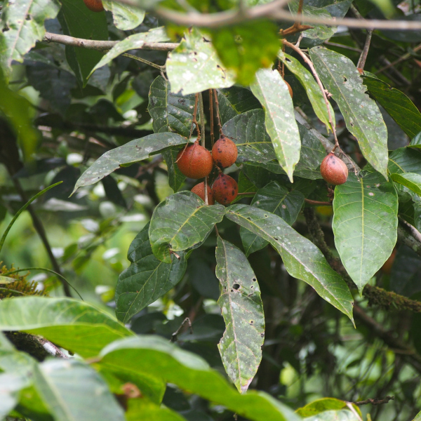 Protium pittieri