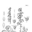 平臥繡線菊 平臥繡線菊