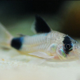 熊貓魚 熊貓魚