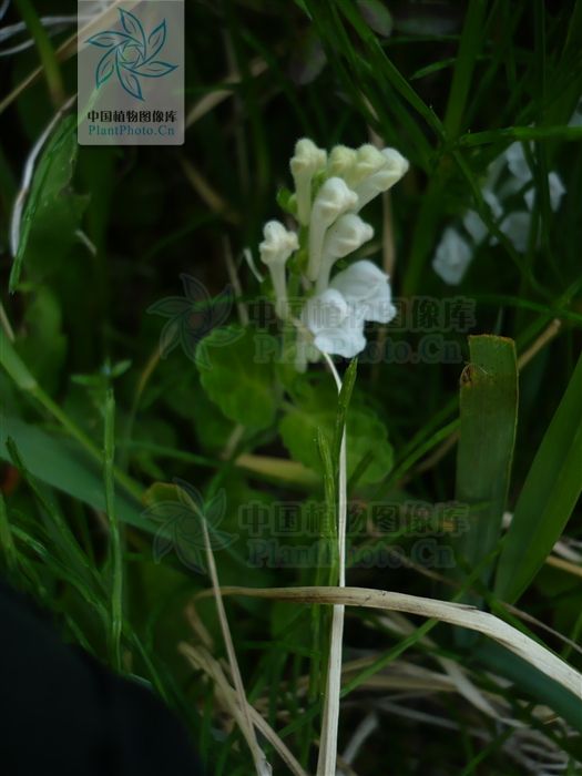 小葉變種(韓信草-小葉變種) 小葉變種(韓信草-小葉變種)