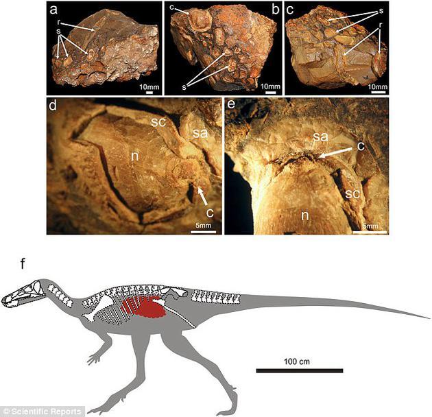 Isaberrysaura mollensis Isaberrysaura mollensis