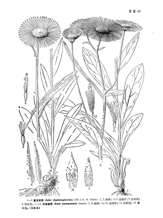 重冠紫菀 重冠紫菀