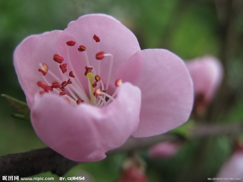 粉色桃花的花葯是紫紅色