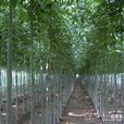 白蠟桿(白蠟屬植物的通稱) 白蠟桿(白蠟屬植物的通稱)