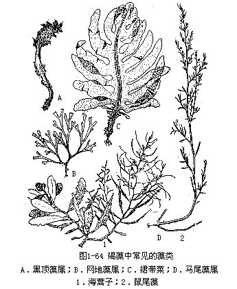 常見褐藻植物