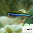 綠蓮燈魚 綠蓮燈魚
