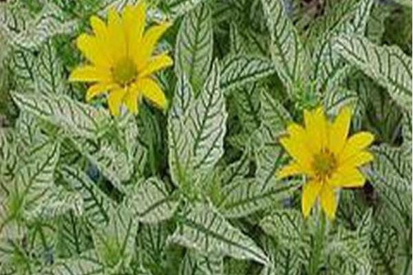 Heliopsis \x27Helhan\x27 LORAINE SUNSHINE