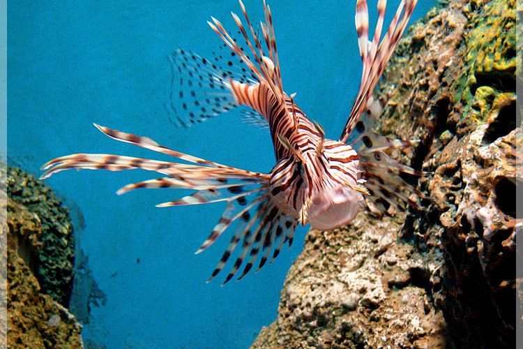 副獅子魚屬 副獅子魚屬