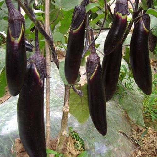 航茄6號