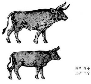 雌雄原牛對比