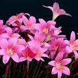 韭菜蓮(百合目石蒜科植物) 韭菜蓮(百合目石蒜科植物)