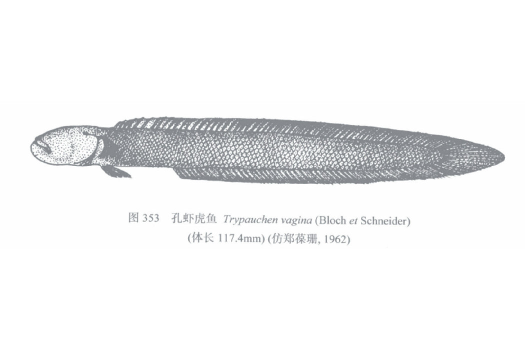 孔蝦虎魚 孔蝦虎魚