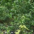 香橙(柑橘屬植物) 香橙(柑橘屬植物)